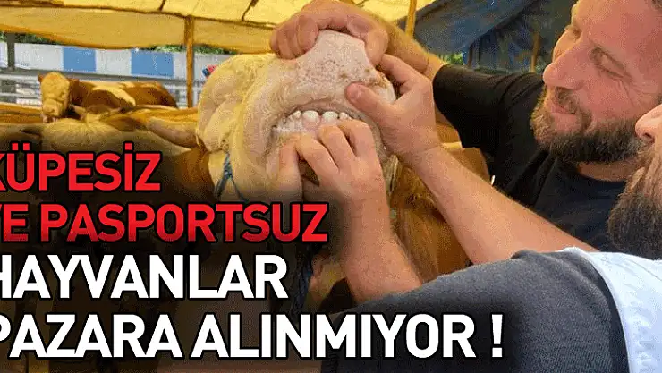 Küpesiz ve pasaportsuz hayvanlar pazara alınmıyor