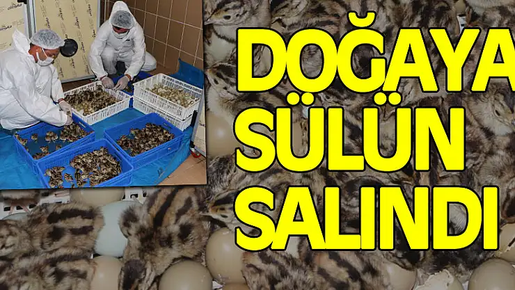 üretim çiftliğinden doğaya sülün salındı