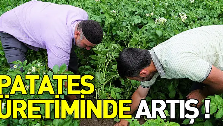 Patates üretiminde yüzde 20 artış