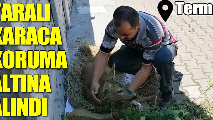 Yaralı karaca koruma altına alındı