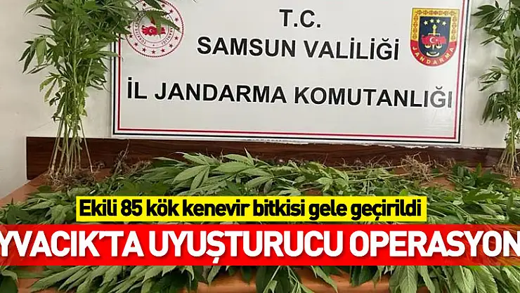 Samsun'da arazide ekili 85 kök kenevir bitkisi gele geçirildi: 1 kişi tutuklandı