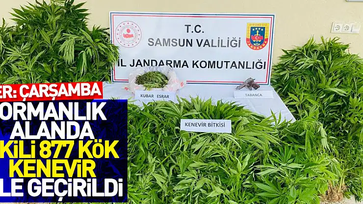 Ormanlık alanda ekili 877 kök kenevir ele geçirildi