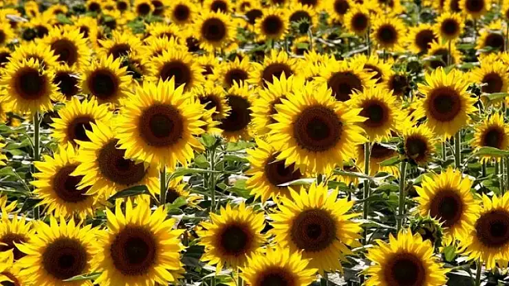 Tarlada mahsule zarar verme kavgası: 1 yaralı