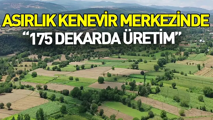 Asırlık kenevir merkezinde 175 dekarda üretim
