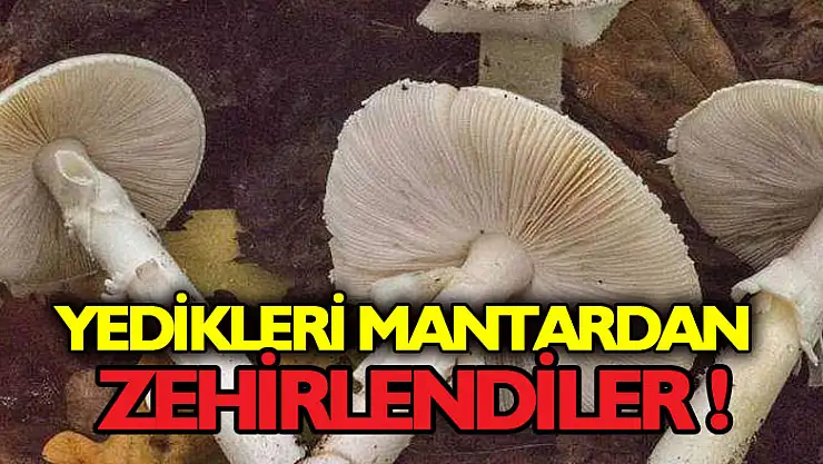 Samsun'da 3 kişi yedikleri mantardan zehirlendi