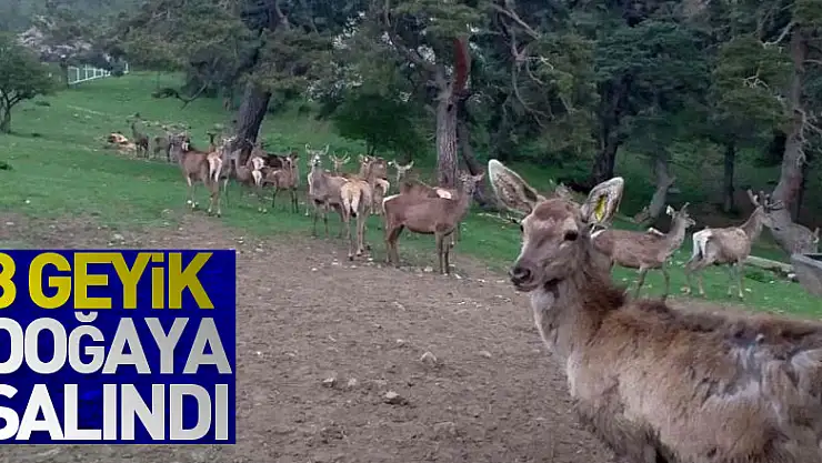 8 geyik üretilerek doğaya salındı