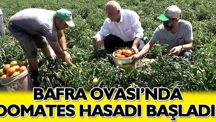 Bafra Ovası'nda domates hasadı başladı