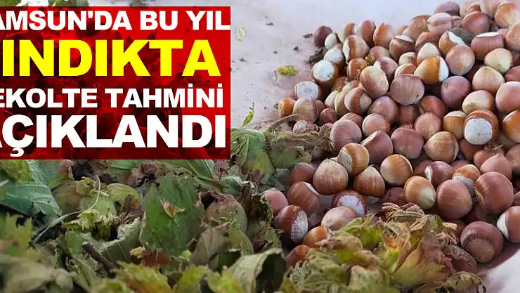 Samsun'da bu yıl fındıkta rekolte tahmini 112 bin 500 ton