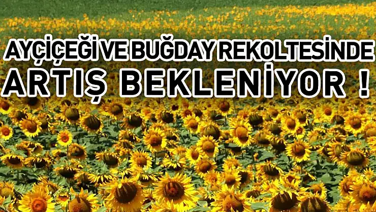 Ayçiçeği ve buğday rekoltesinde atış bekleniyor