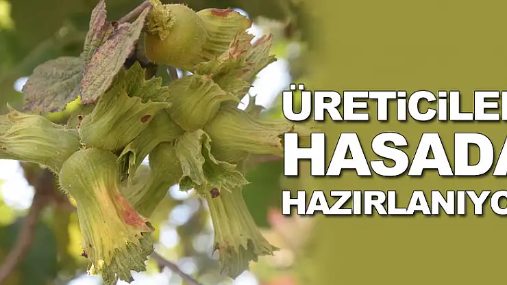 Fındık üreticileri hasada hazırlanıyor