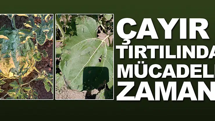 Çayır tırtılında mücadele zamanı