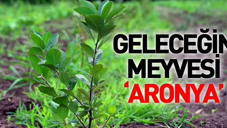 Geleceğin meyvesi 'aronya' Samsun'da üretiliyor