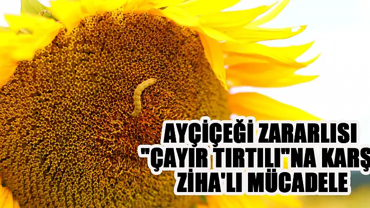 Ayçiçeği zararlısı 'çayır tırtılı'na karşı ZİHA'lı mücadele
