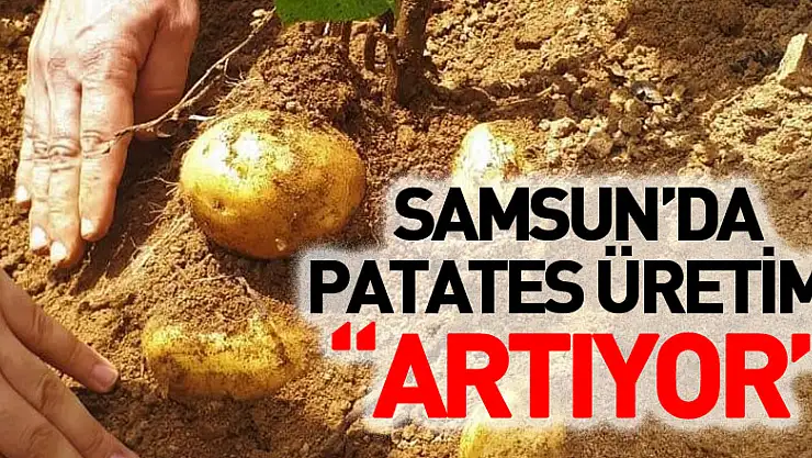 Samsun'da patates üretimi artıyor