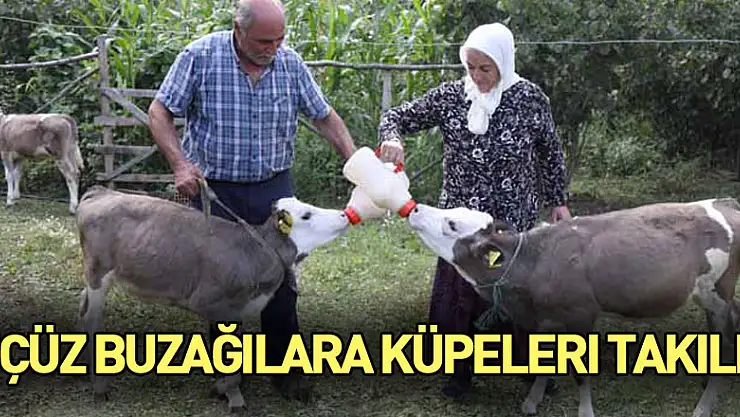 Üçüz buzağılara küpeleri takıldı