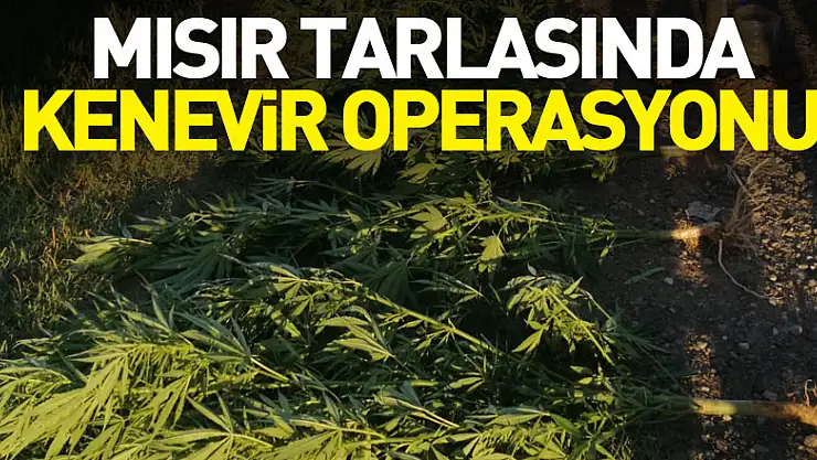 Mısır Tarlasında Kenevir Operasyonu