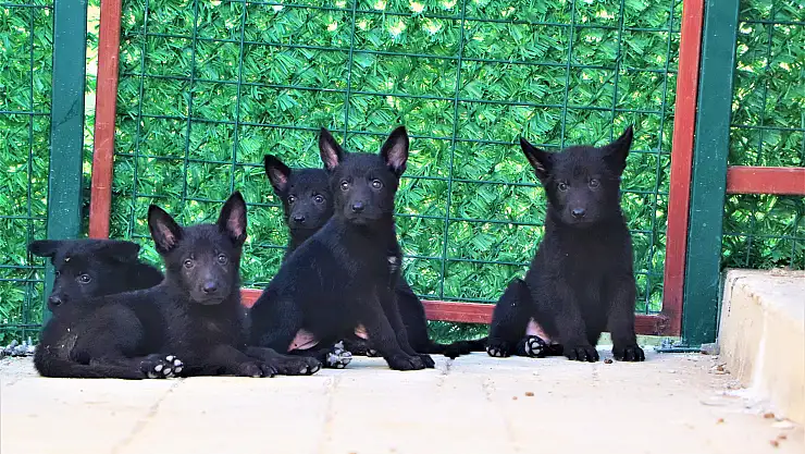 Geleceğin arama-kurtarma köpekleri böyle seçiliyor