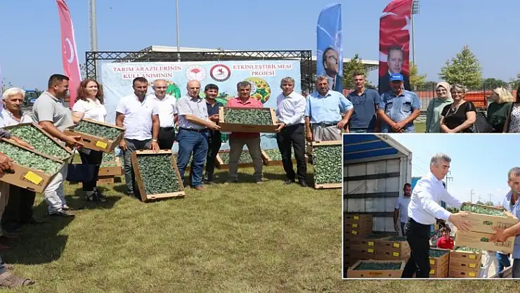 Samsun'da 687 bin kışlık sebze fidesi dağıtıldı