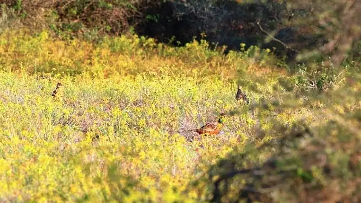 Tabiata 323 bin 721 sülün