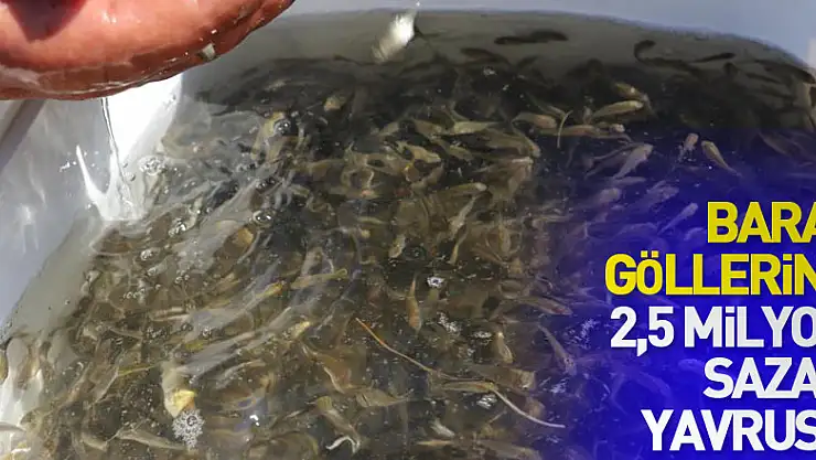 Baraj göllerine 2,5 milyon sazan yavrusu