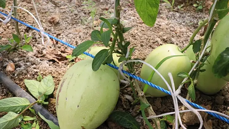 Hükümlüler tropikal meyve yetiştiriyor