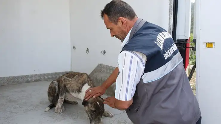 Aracın çarptığı köpeğin yardımına İlkadım sağlık ekipleri koştu