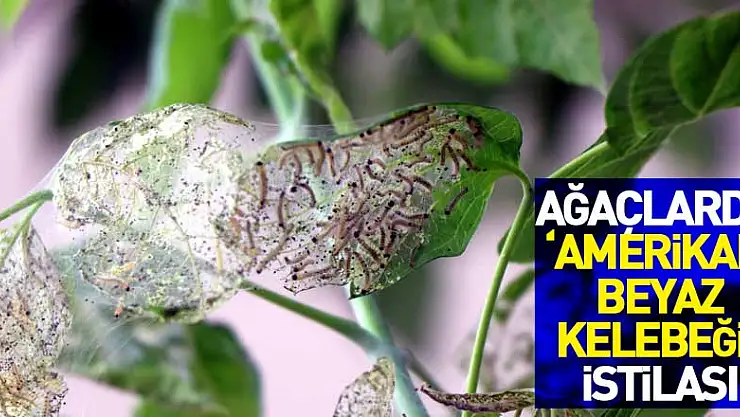  Ağaçlarda 'Amerikan beyaz kelebeği' istilası 