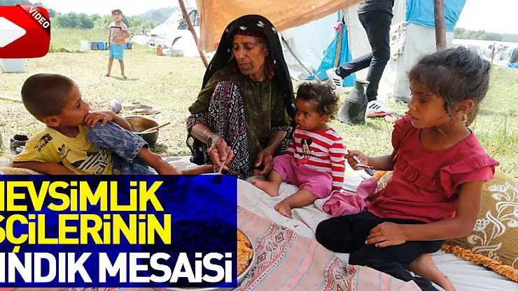Mevsimlik işçilerinin fındık mesaisi