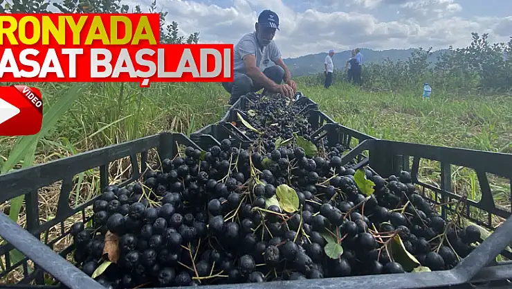 Aronyada hasat başladı