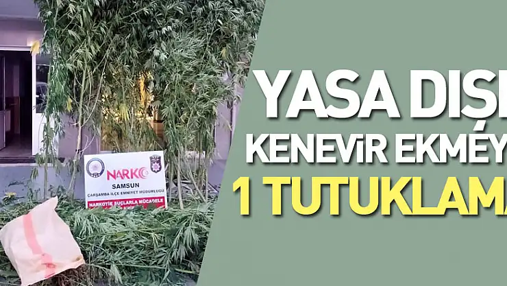 Samsun'un Çarşamba ilçesinde yasa dışı ekilen Hint keneviri ve esrar maddesi ile yakalanan 1 kişi çıkarıldığı mahkemece tutukladı.
