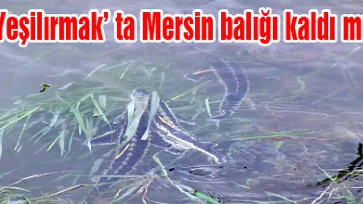 Yeşilırmak' ta Mersin balığı kaldı mı?