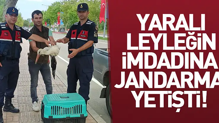 Yaralı leyleğin imdadına jandarma yetişti!
