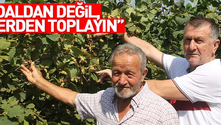 'Daldan değil, yerden toplayın'