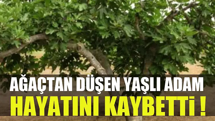 Ağaçtan düşen yaşlı adam hayatını kaybetti