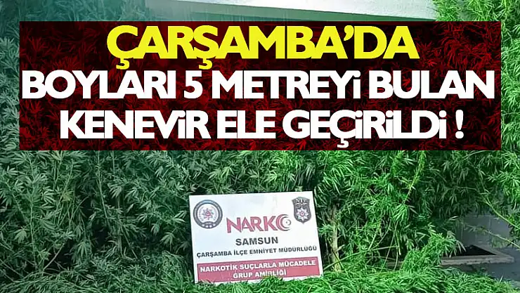 Boyları 5 metreyi bulan kenevir ele geçirildi