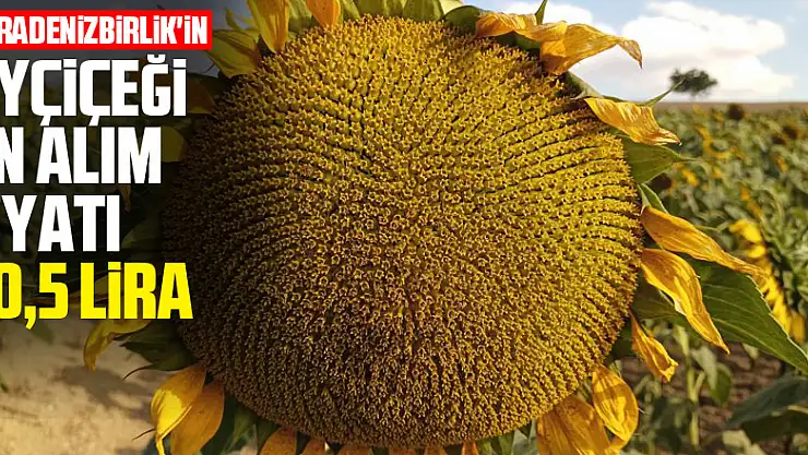 KARADENİZBİRLİK'in ayçiçeği ön alım fiyatı 10,5 lira
