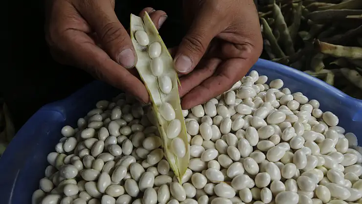 Samsun'un Nebiyan fasulyesi pazara inmeden tarladan satılıyor