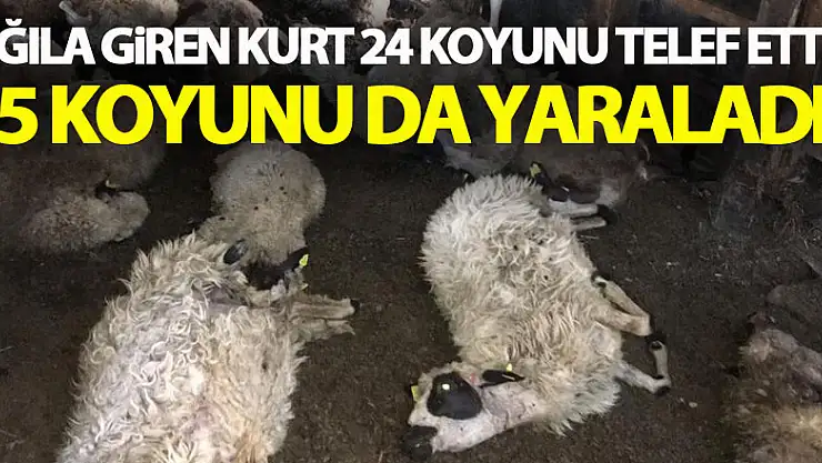 Ağıla giren kurt 24 koyunu telef etti, 15 koyunu da yaraladı