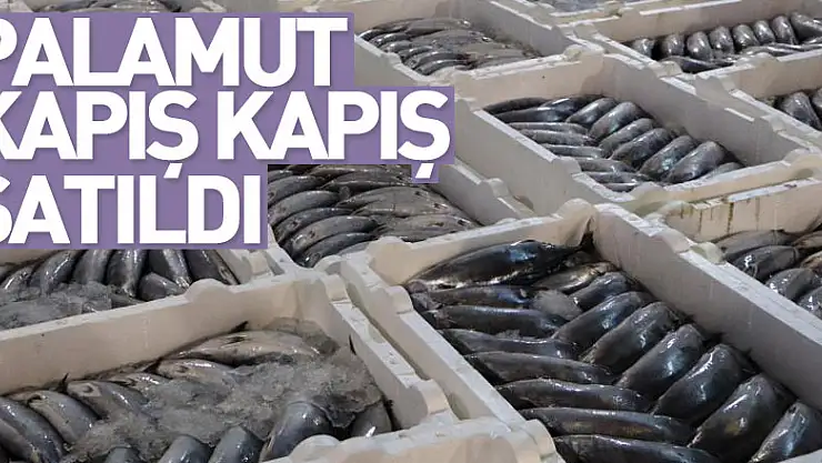 Balık mezadında kasalar dolusu palamut kapış kapış satıldı
