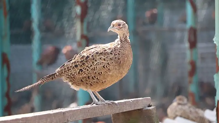 9 sülün 53 yılda 340 bin 441 sülün oldu