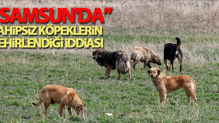 Samsun'da sahipsiz köpeklerin zehirlendiği iddiası