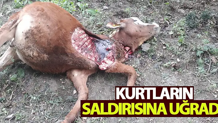 Kurtların Saldırısına Uğradı! 1 Ayda 2 Hayvanını Kaybetti