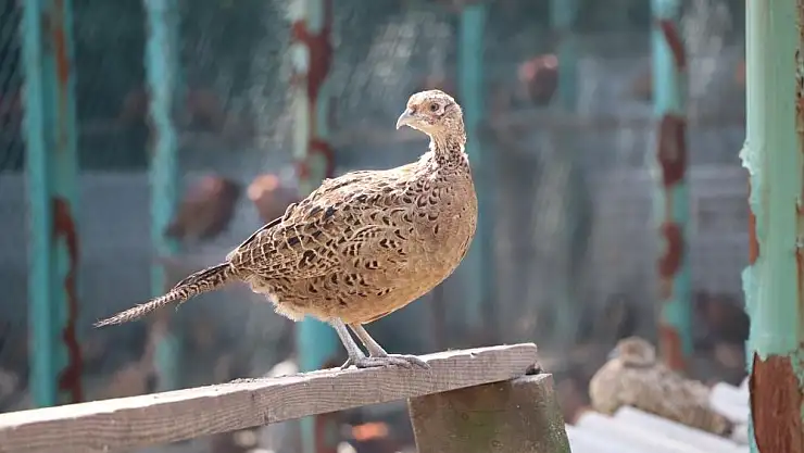 Samsun'dan Türkiye'ye sülün ve geyik