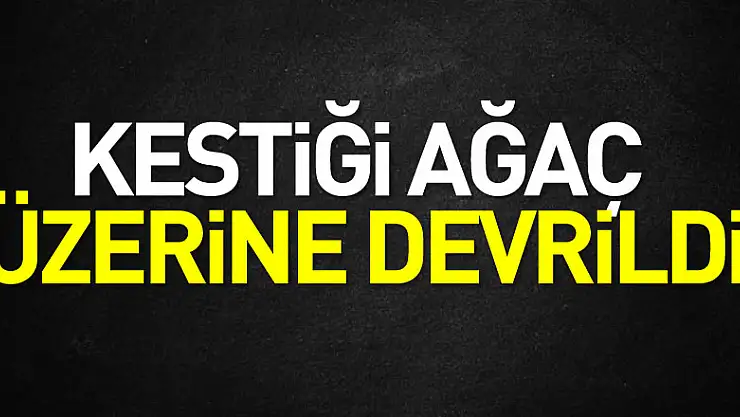 Kestiği Ağaç Üzerine Devrildi