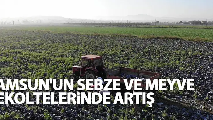 Samsun'un sebze ve meyve rekoltelerinde artış