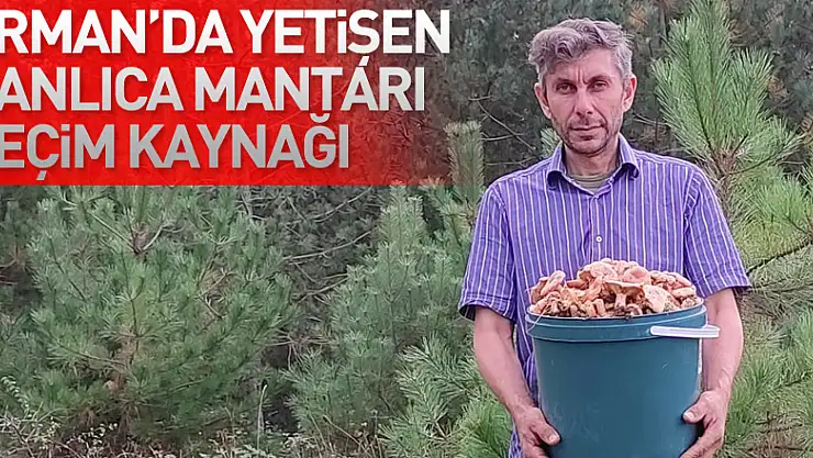Ormanlık alanda yetişen kanlıca mantarı vatandaşların geçim kaynağı oldu