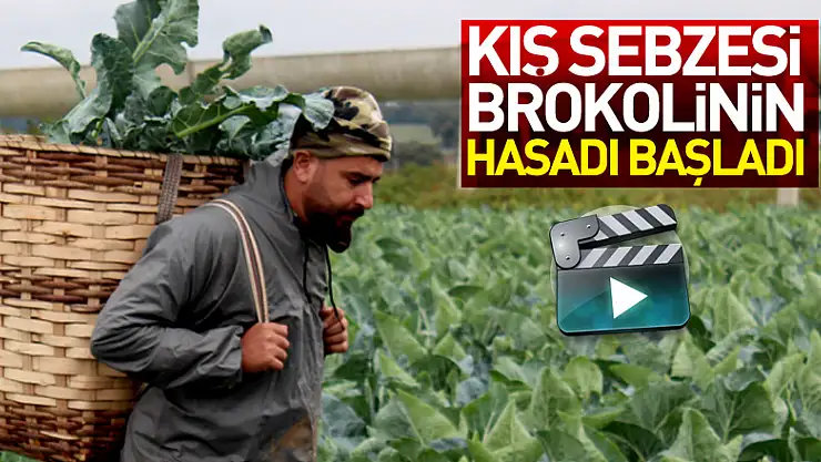 Kış sebzesi brokolinin hasadı başladı