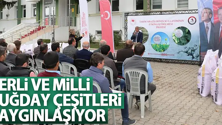 Samsun'da yerli ve milli buğday çeşitleri yaygınlaşıyor