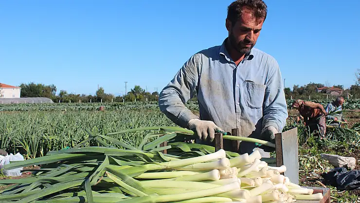 Bafra Ovası'nda pırasa hasadına başlandı