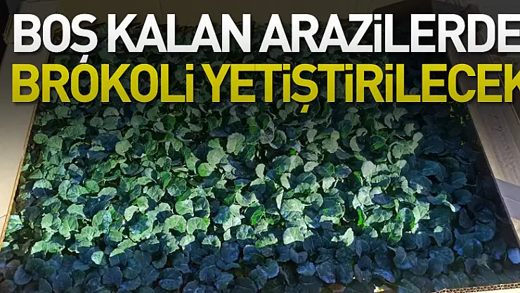 Çeltikten sonra boş kalan tarım alanlarında brokoli yetiştirilecek